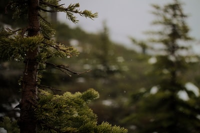 选择聚焦松树的照片
